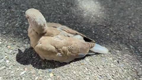 2023-05-26 (2) - oizo - Twitch Decheterie