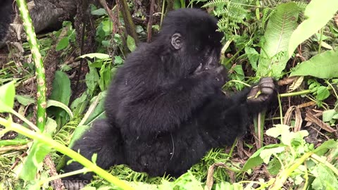 baby animals