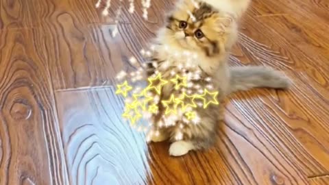 Веселые кошечки 💕