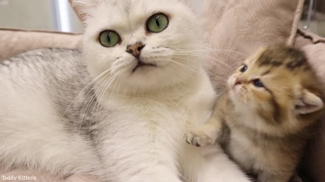 This Kitten will Always Steal Your Heart