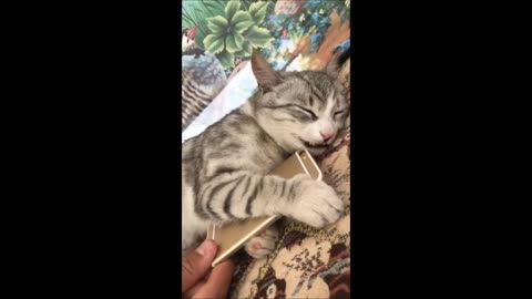 Funniest Animals 2024 - Funniest Cats and Dogs - Part 07/FUNNY ANIMAL LEGENDS