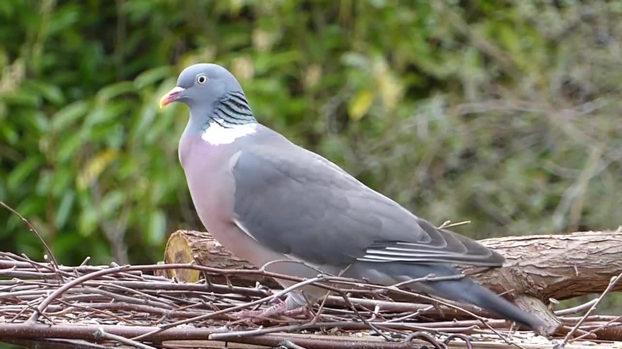 Pigeon,Pigeon video,Animal video,Animal