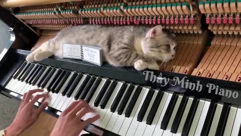Cat gets massages from paino