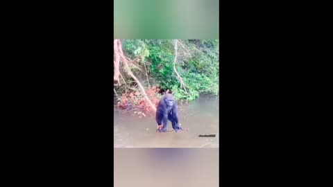 Funny animal viral video