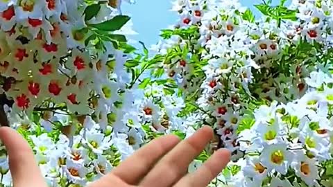 Great video of wonderful birds with a wonderful and attractive voice