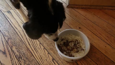 NATURAL REMEDY FOR HOT SPOTS ON DOGS