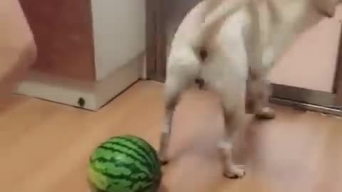 Funniest Cats and Dogs Part 2