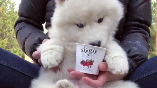 I will introduce my lovely dog to you