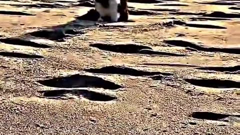 Percian cat Cyrus on the beach