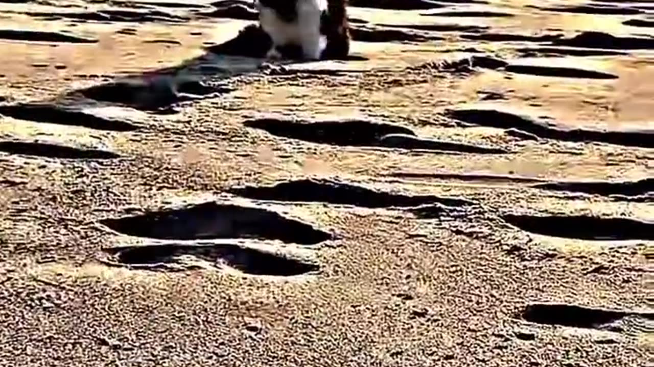 Percian cat Cyrus on the beach