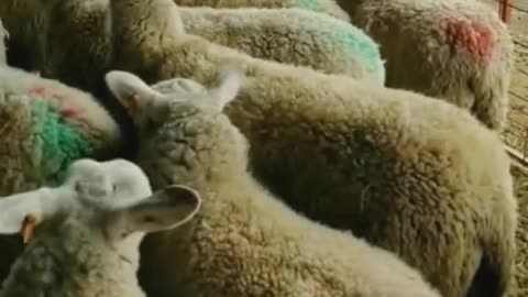 Cats and Sheep funny