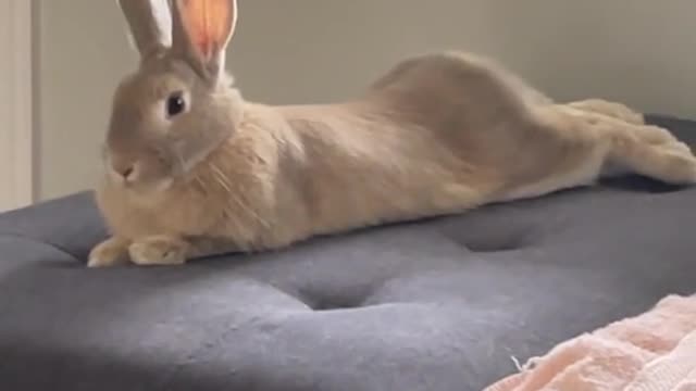 I think someone’s been getting too many carrots