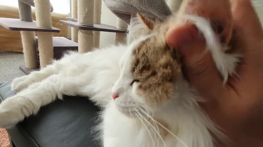 Cat's Thought Do your best petting, Human
