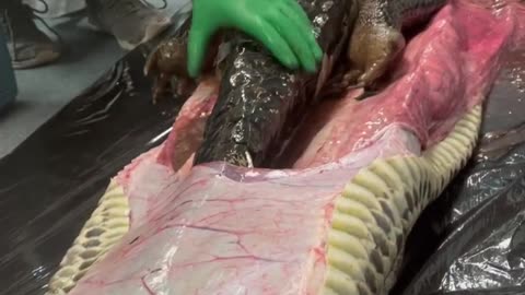 Gaint snake eat a crocodile 😯#viral
