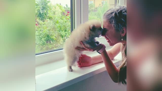 Baby Dogs - Cute and Funny Dog Videos Compilation #3 | Aww Animals