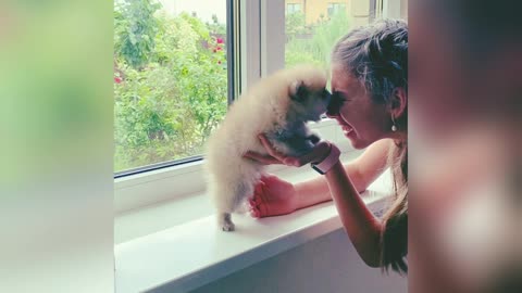 Baby Dogs - Cute and Funny Dog Videos Compilation #3 | Aww Animals