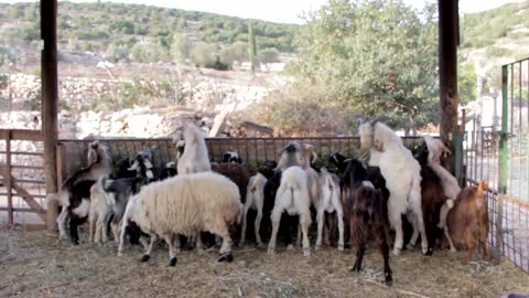 Group of goats eating