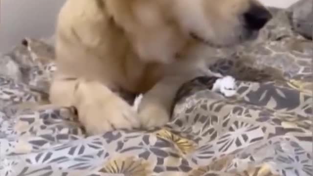 Funniest Videos 2022 😂 Funny Cats 🐱 and Dogs 🐶 Part 34