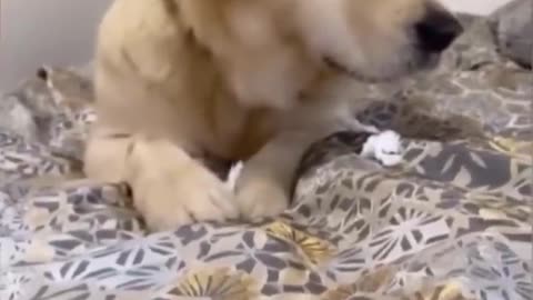 Funniest Videos 2022 😂 Funny Cats 🐱 and Dogs 🐶 Part 34