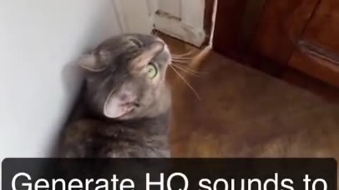 Cute cat is talking