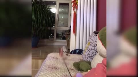 Cats are funny every day