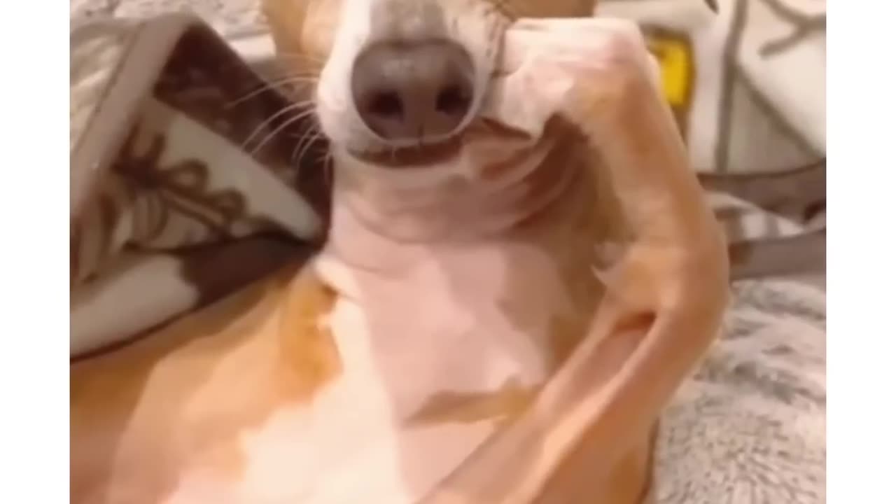 Best funny animals video total funny