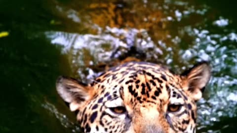 Jaguars