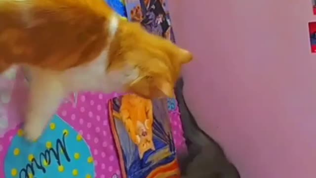 funny cats fight