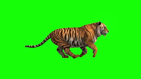 Lion vs tiger