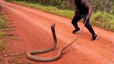 🐍King Cobra