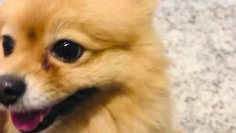 A Person Touching a Pomeranian Dog