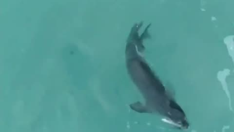 Wildlife & Funs