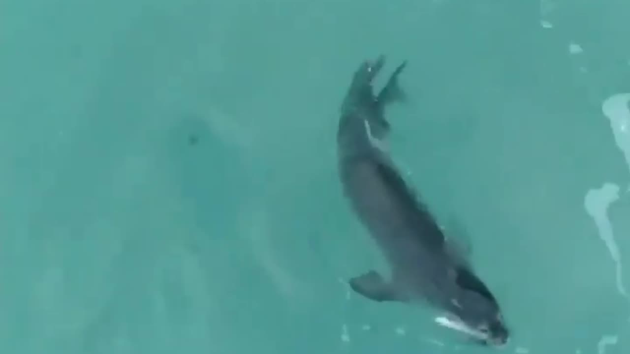 Wildlife & Funs