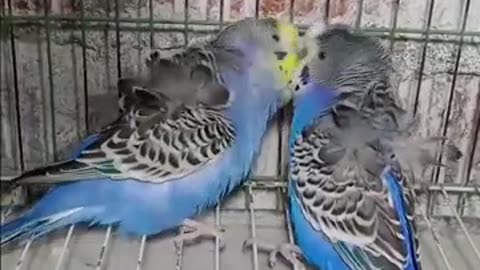 The birds