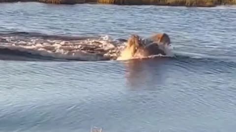 Hippos vs lion 😱