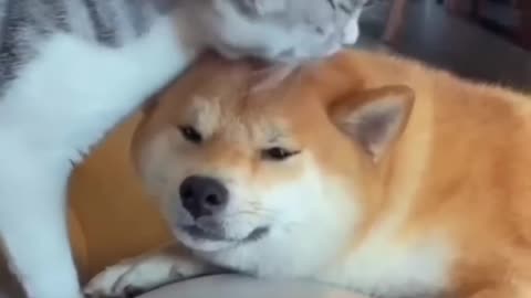 Cat Dog Best Friends