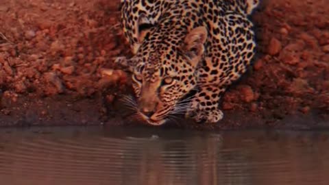 Animal cheetah