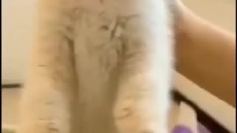 Cat funny video