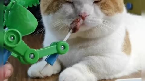 Funny Animals Series 1090