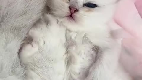 Baby cat video 📸🤩