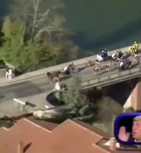 Horse decides to join the bike race