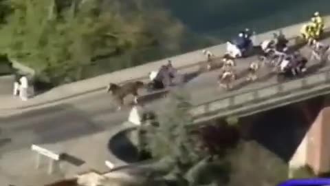 Horse decides to join the bike race