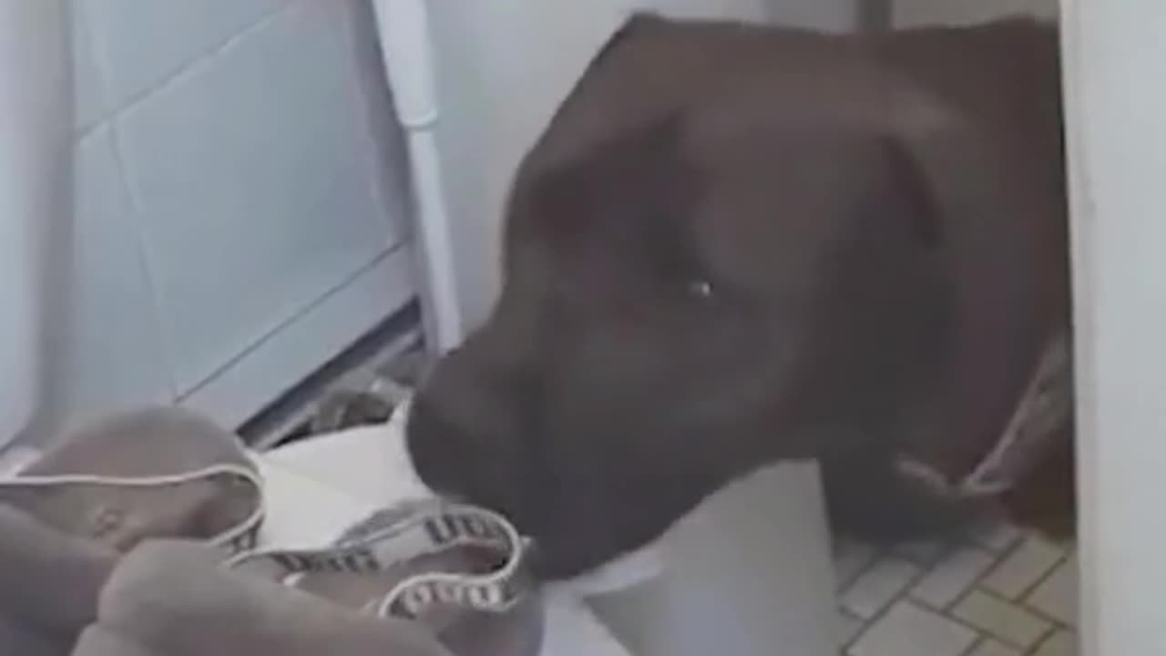 funny video dog
