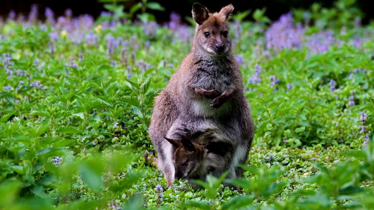 Kangaroo is a so wonderful