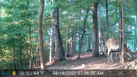 The Woods – 08/18/2022