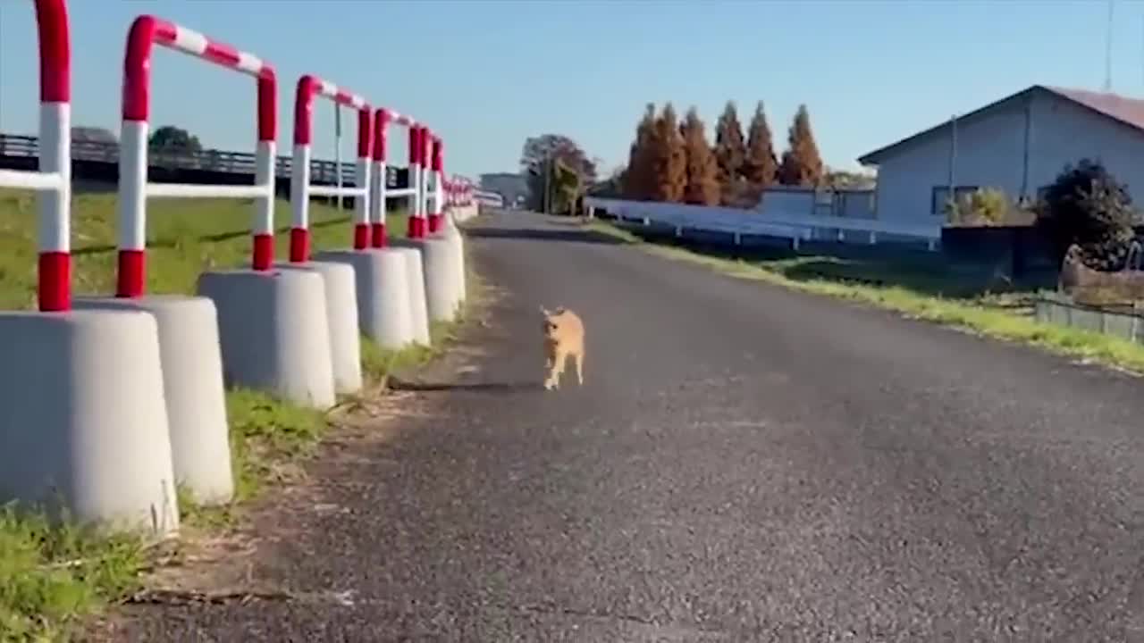 Funny clips of cats having fun🙀🙀🙀😺😺😺