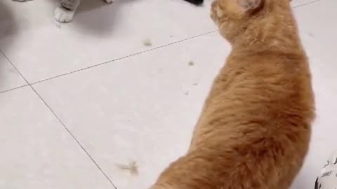 cats fighting