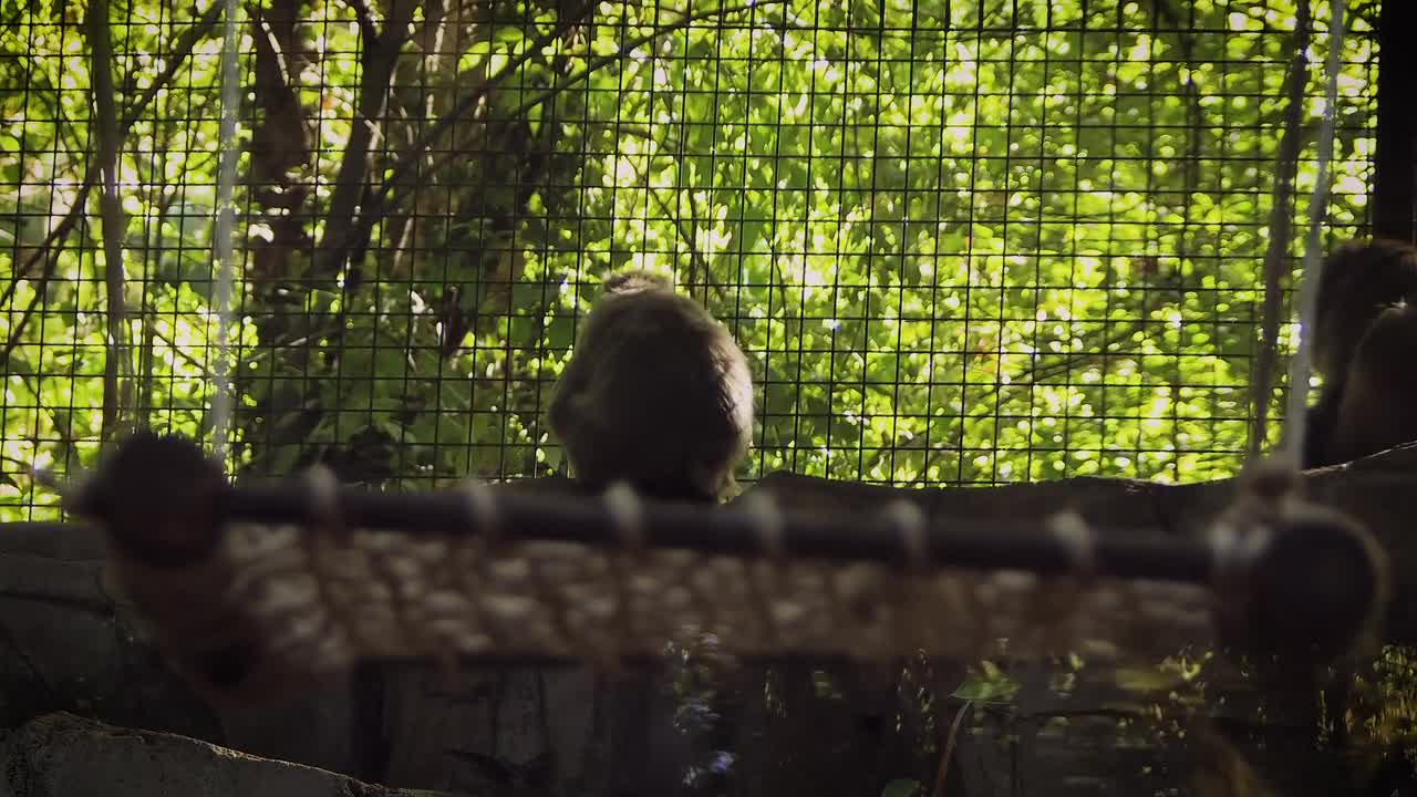 Monkey Family Mammal Primate Footage Zoo Animal