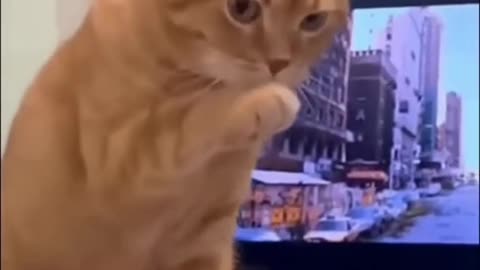 Funny animal 😂😂