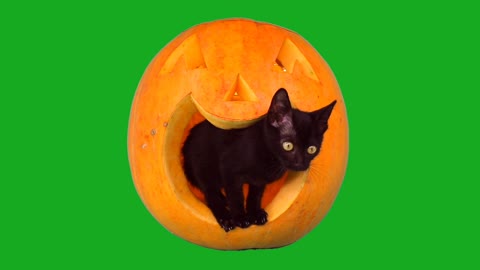 Funny Cat Sound // Cute Cat😺